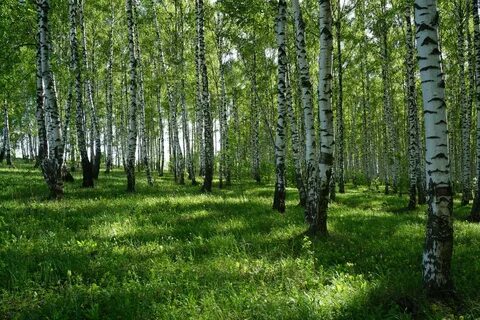 Нагайбакский березовая роща