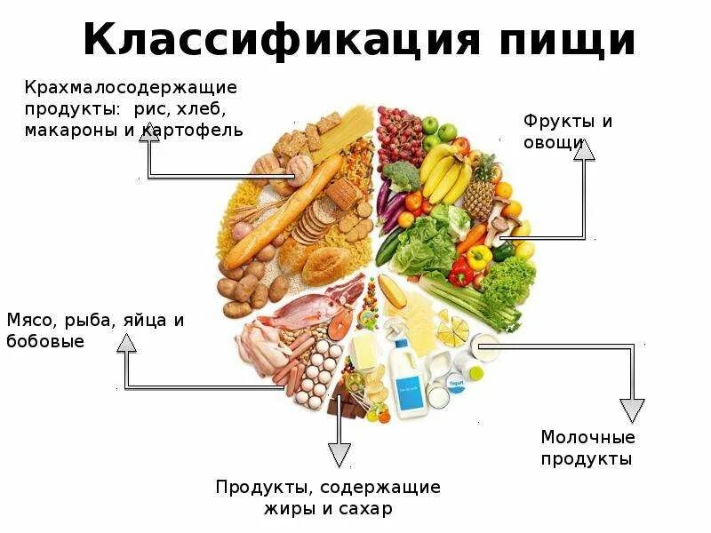 Классификация пищевых продуктов. Классификация пищи. Продукты питания классификация. Пищевые продукты классификация. Питание делится на группы