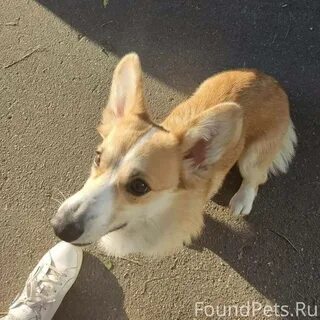 Найдена корги