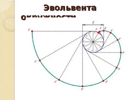 Эвольвента