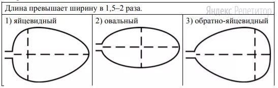 Тип листа смородины по соотношению длины. Форма листа смородины по биологии. тип листа по соотношению длины ширины. тип листа дуба по соотношению длины и ширины.