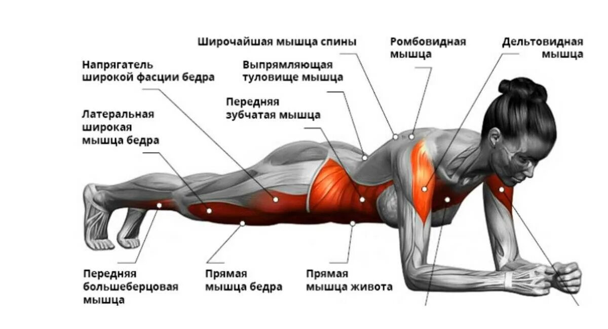 Что нужно делать чтобы мышц. Планка группы мышц. мышцы работающие в планке. какие мышцы работают при планке. мышцы которые задействуются при планке.