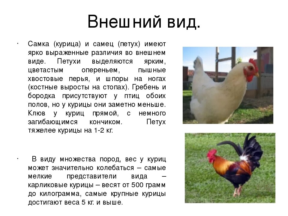 Как определить где курочка где петушок. Внешний вид курицы. Петух и курица различия. Различие между петухом и курицей. Домашняя курица внешний вид.