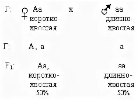 При скрещивании между собой чистопородных. Летальные гены задачи по генетике. решебник задач по генетике. при скрещивании между собой чистопородных белых. летальный ген короткохвостости.