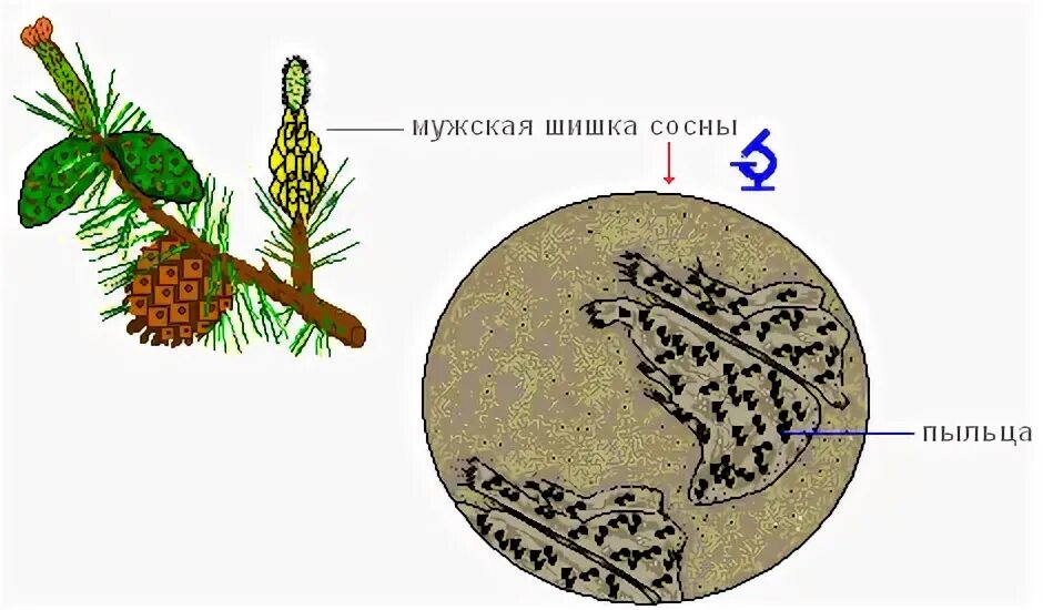 Где образуются пылинки у сосны. Микропрепарат мужской шишки сосны сосны. Пыльца шишки сосны под микроскопом. Строение пыльцы мужской шишки сосны. Пыльца мужской шишки сосны под микроскопом.