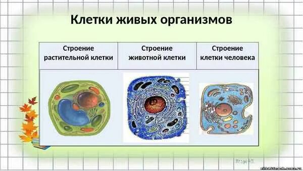 Развитие живой клетки. Строение клетки живого организма. Клеточное строение живых организмов. Структура клетки живого организма. Клеточное строение организмов 5 класс биология.