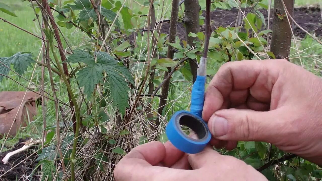 Как привить дикую
