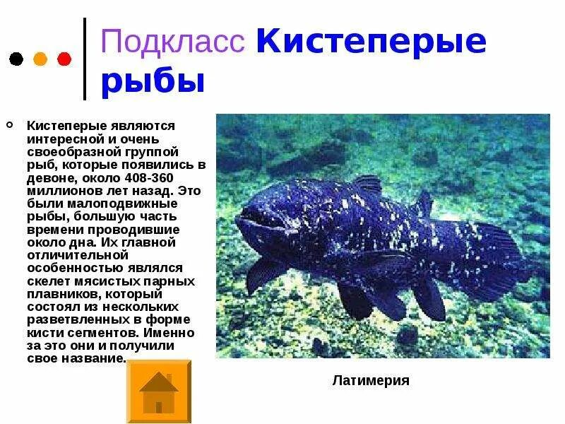 Назовите черты строения наиболее древней группы рыб. Подкласс кистеперые. подкласс кистеперые рыбы. отряд кистеперые представители. кистеперые рыбы эра.