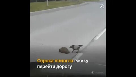 Ворон переводит ежика через дорогу