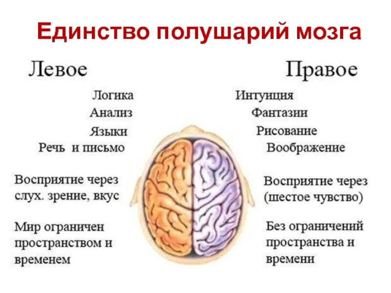 Право еи левое полушаерие. За что отвечает левое полушарие мозга человека. За что отвечает левое полушарие мозга человека. За что отвечают левое и правое полушария мозга человека. За что отвечает левое и правое полушарие головного мозга.