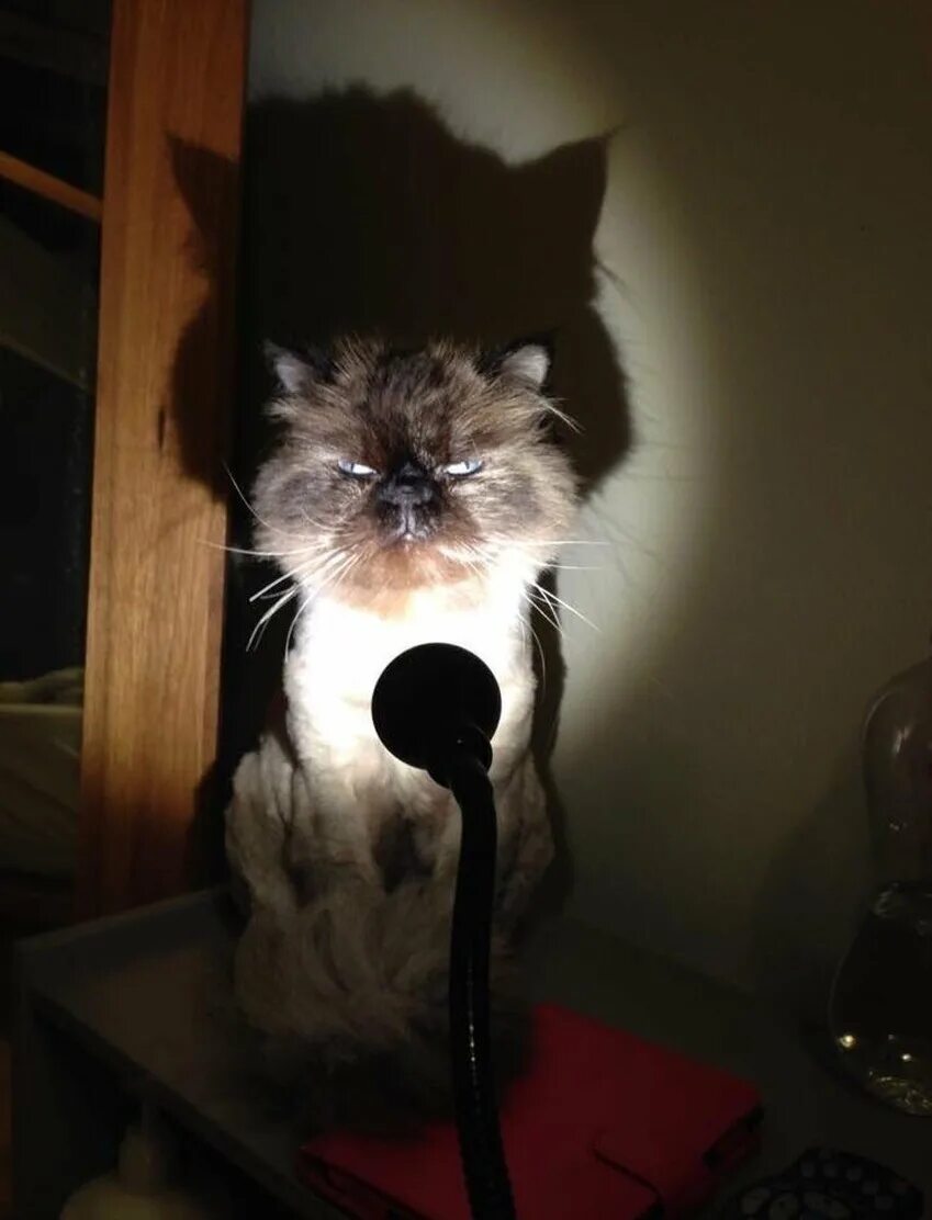 Включи просто настоящая. Кот с фонариком. Кот и лампочка. Лампа кот. Кошка с лампочкой.