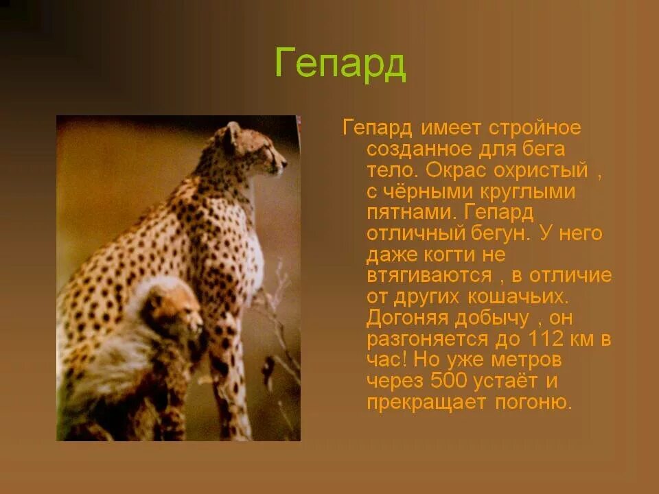 Про животных доклад 2 класс окружающий мир. Сведения о гепарде. Доклад о гепарде. Гепард доклад 3 класс. Доклад про интересных животных.