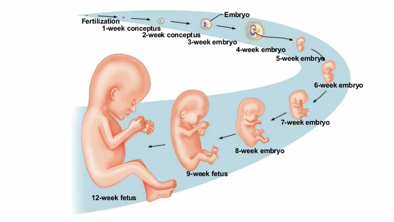 Течение беременности у человека месяцы. Стадии развития плода. Развитие плода ребенка. Формирование плода человека. Стадии развития плода человека.