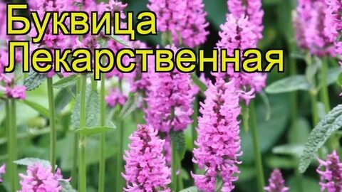 Буквица лечебные