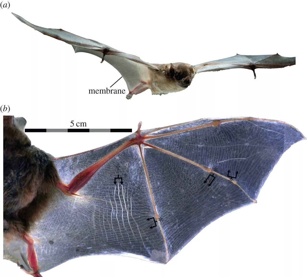 Bat examples