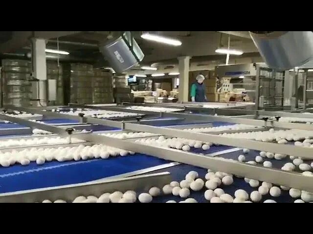 Птицефабрики башкортостана