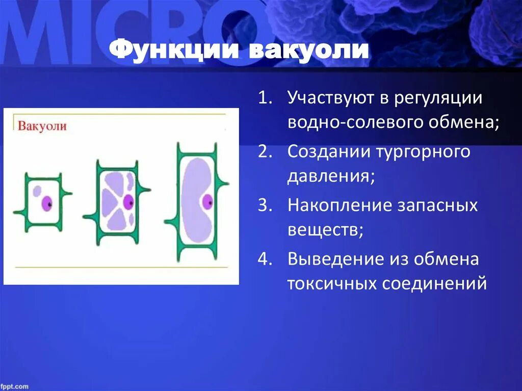 Клеточная вакуоль функции