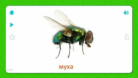Муха справа муха слева