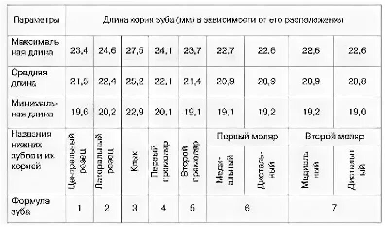 Корневые каналы постоянных зубов