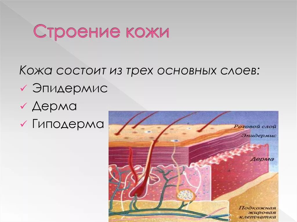 Эпидермис дерма гиподерма. Слой 1) эпидермис 2) дерма 3) гиподерма. Строение кожи послойно. Строение кожи 3 слоя.