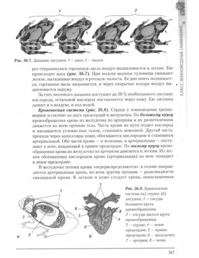 Деятельность внутренних органов лягушки. Система органов лягушки таблица. строение внутренних органов лягушки. обмен веществ у лягушки. обмен веществ у земноводных.