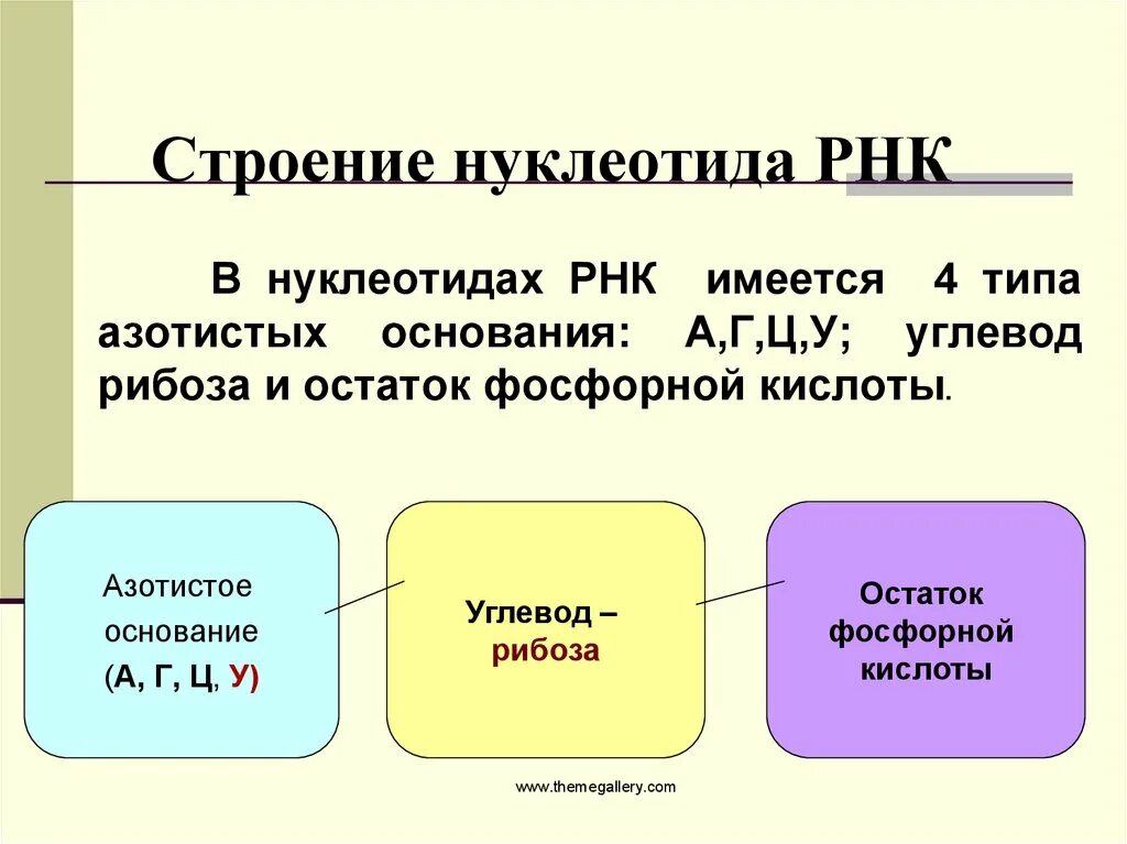 Строение нуклеотида РНК. Строение нуклеотида ДНК И РНК. Схема строения нуклеотида РНК. Строение нуклеотида рек. Масса одного нуклеотида днк