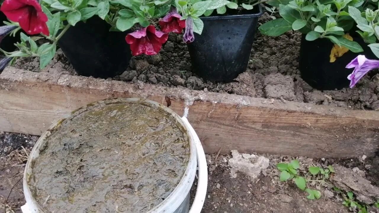 Подкормка огурцов коровяком