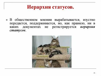 Иерархия статусов