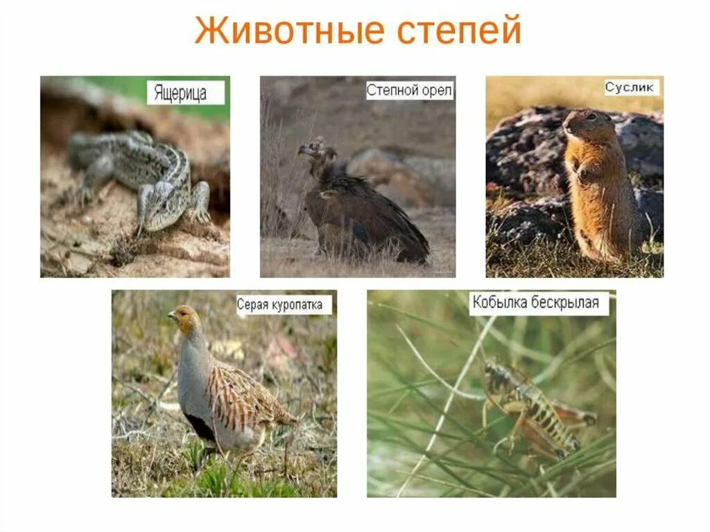 Природная зона россии степь животные