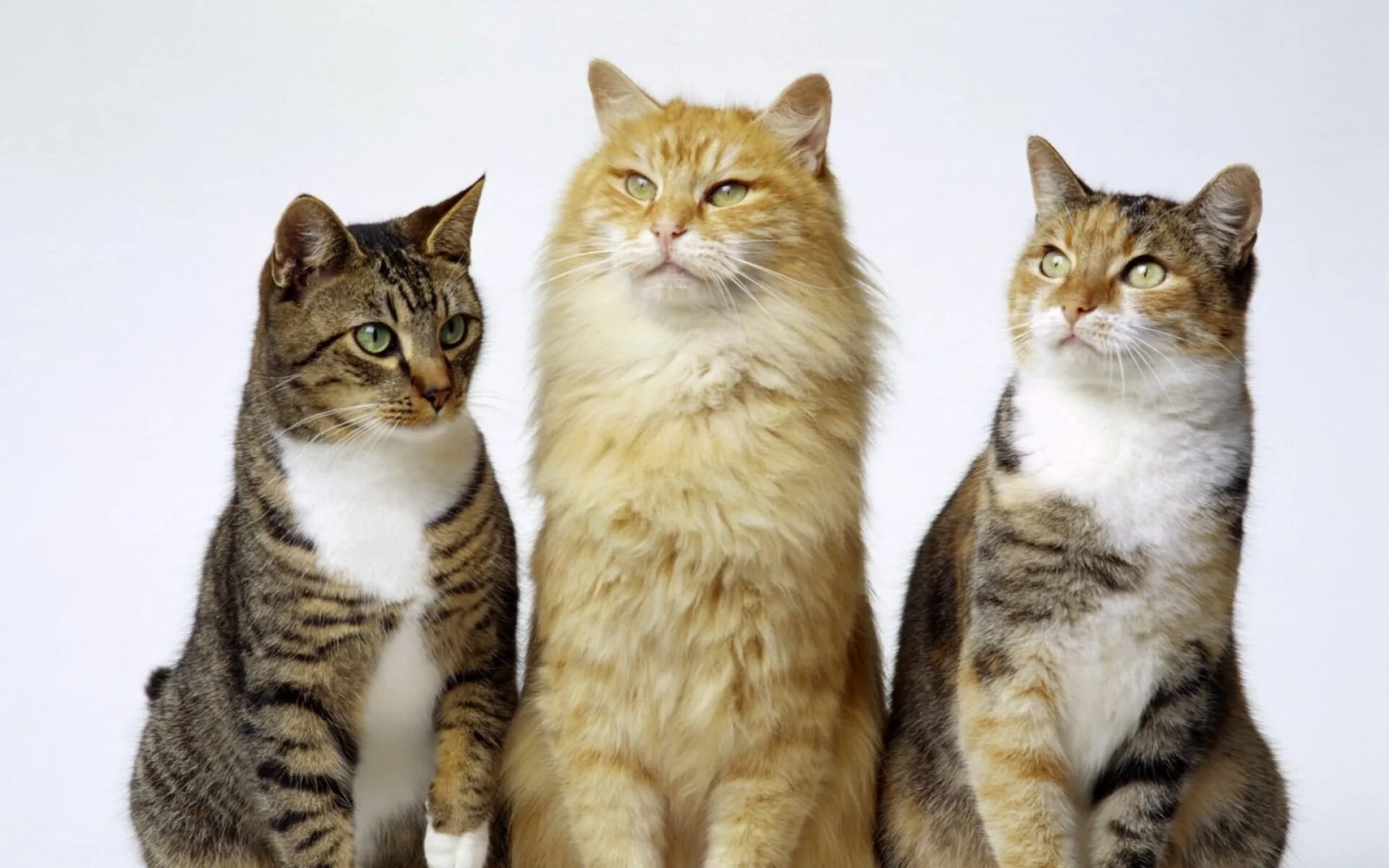 Нет 3 кошки. Коты. Три котика. Картинки кошек. Взрослая кошка.