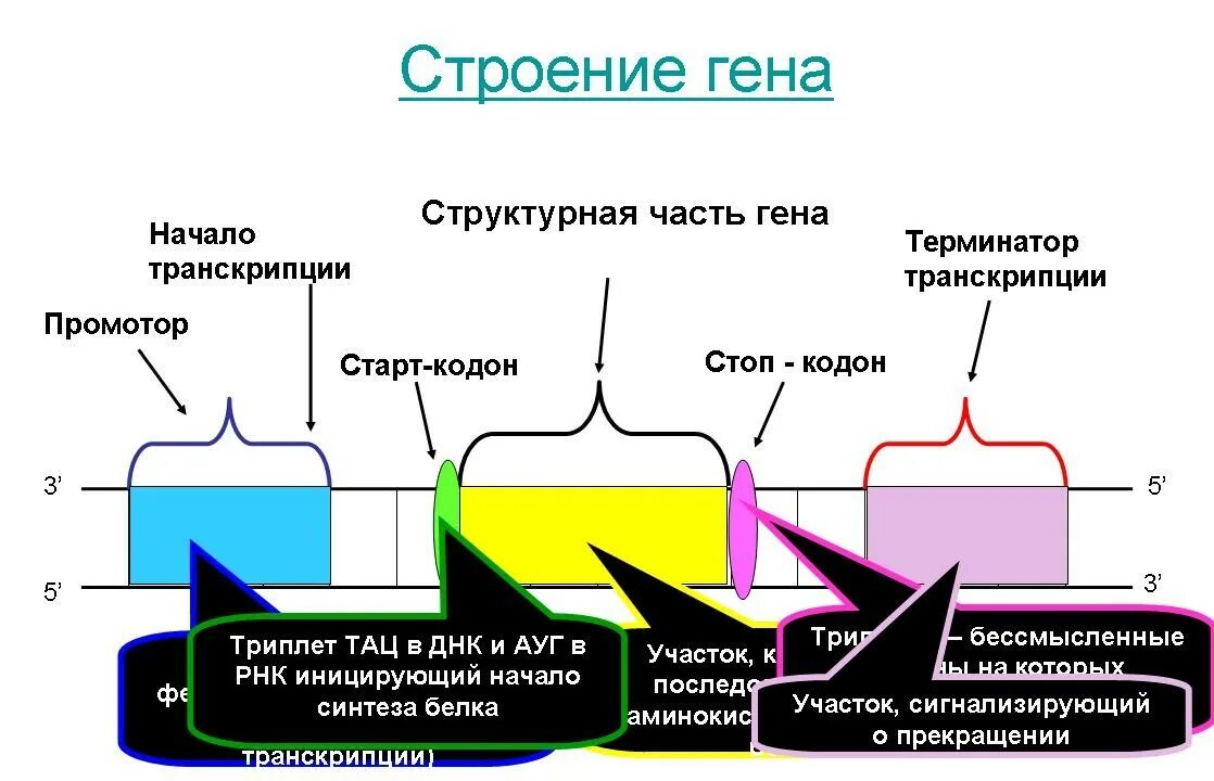 Участки структурного гена. Строение Гена. Ген строение. Структура Гена человека схема. Структурная организация Гена.