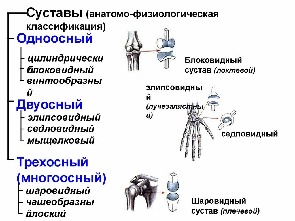 Какой сустав изображен. Анатомо физиологическая классификация суставов. Строение блоковидного сустава. Суставы классификация суставов. Суставы по форме суставных поверхностей.