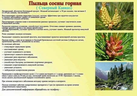 Какую функцию выполняет пыльца шишки сосны
