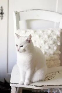 Белый кот в доме