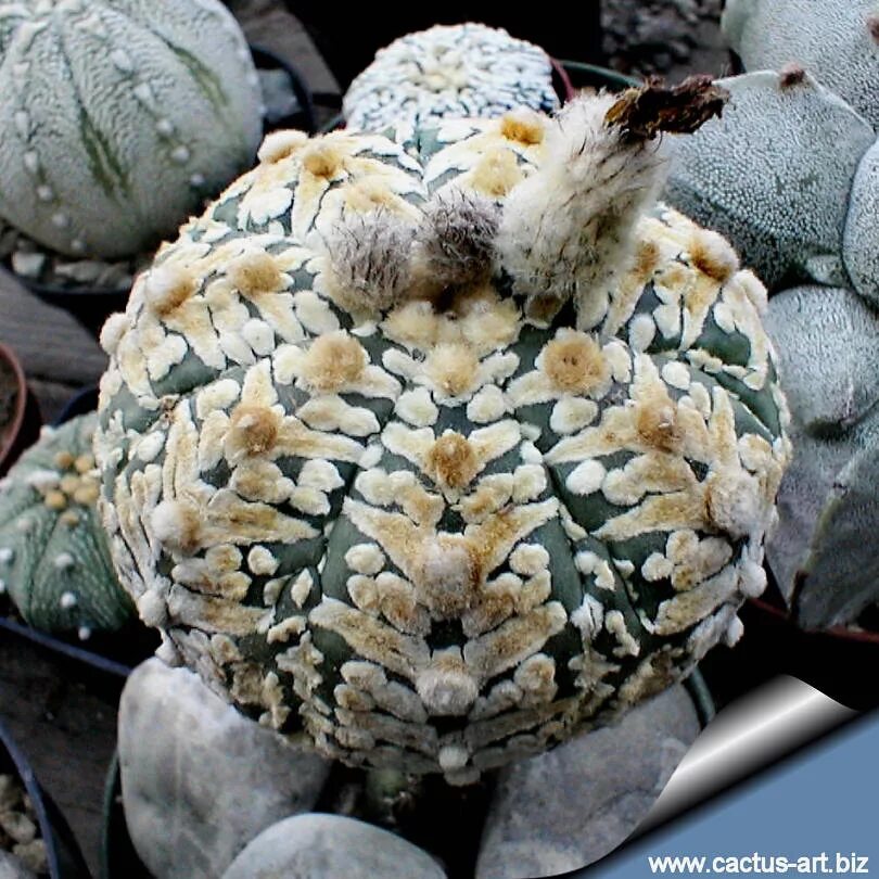 Astrophytum asterias. Астрофитум астериас. астрофитум кабуто. астрофитум астериас astrophytum asterias. кактус астрофитум астериас.