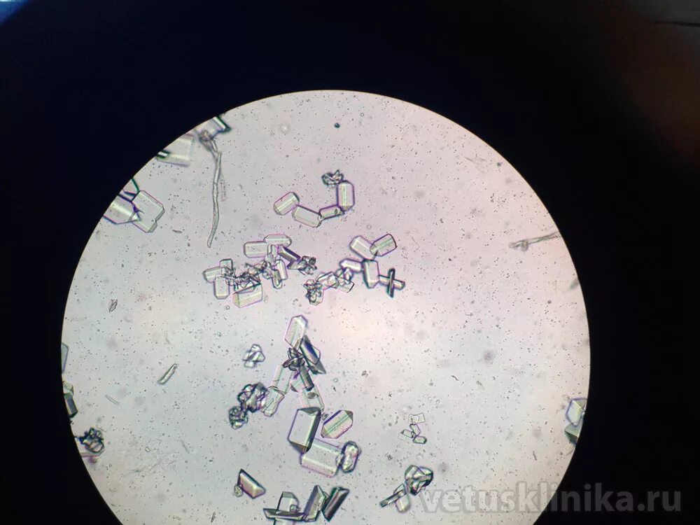 Струвиты в моче у кота. Микроскопия мочи трипельфосфаты. Струвиты микроскопия. Струвиты у кота под микроскопом.