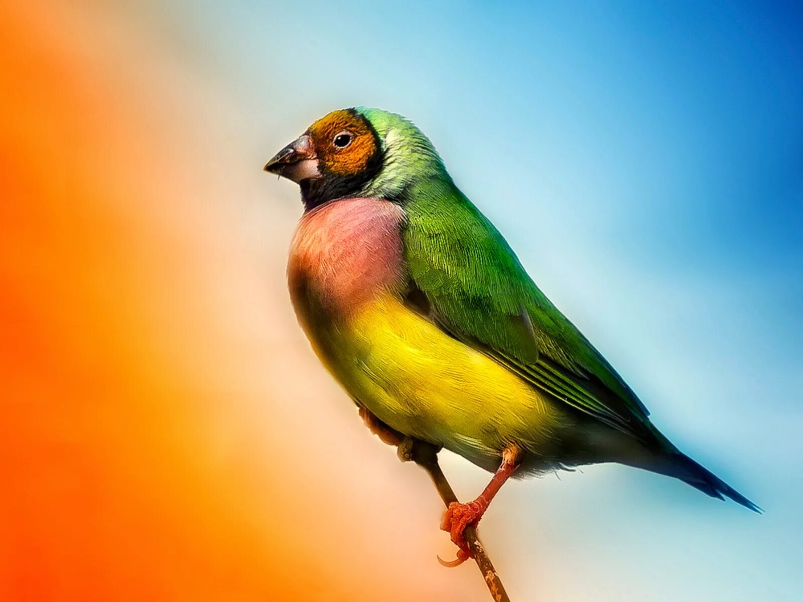 Fin h. Finch. finch bird. colorful bird. finch animal.