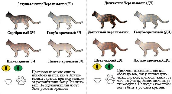 Окрас и тип шерсти кошек. Окрасы котов таблица. Окрасы британских кошек таблица обозначений. Окрасы шотландских кошек таблица. Описание окраса кошки.