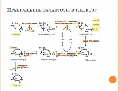 Фруктоза превращается в глюкозу в печени