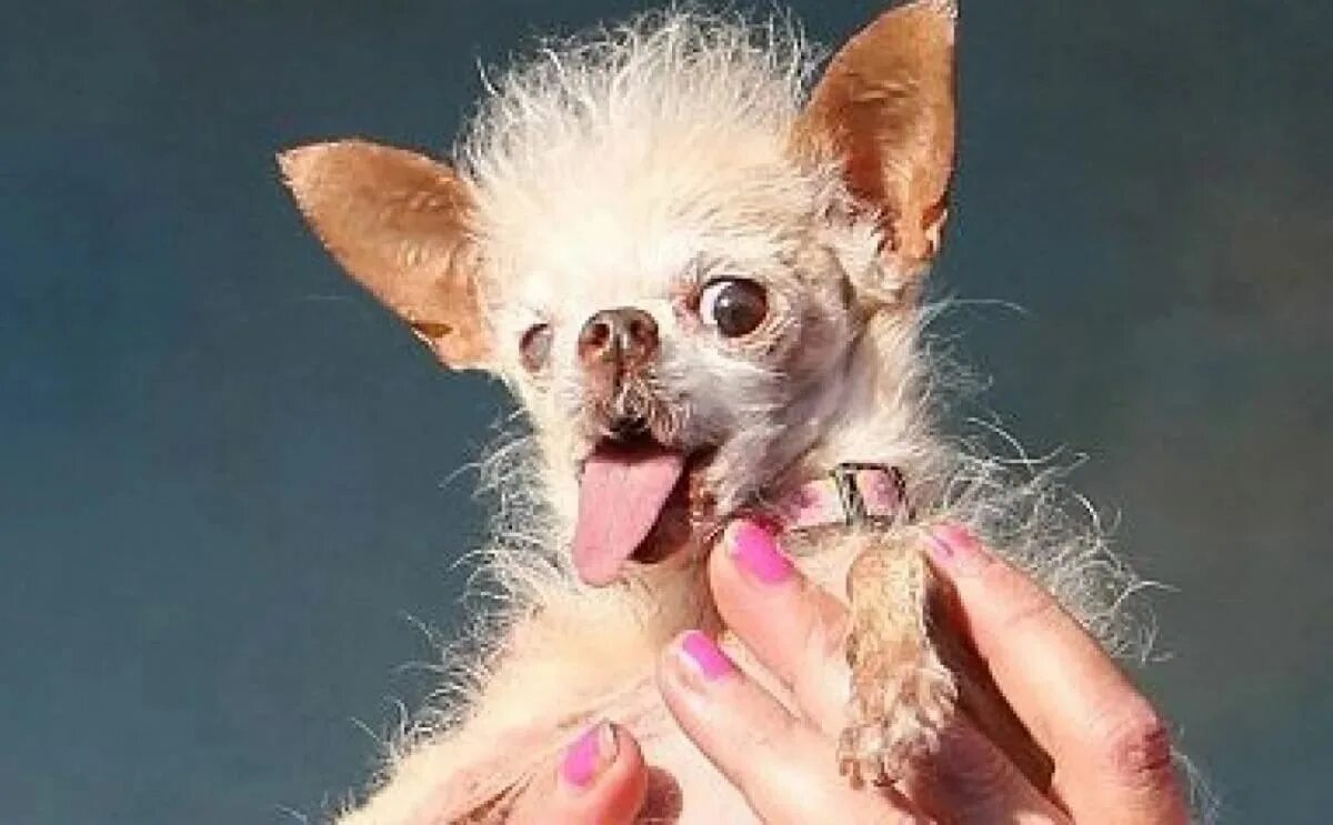 1 непрочитанный чат Ugly dogs, Tiny dogs, Cute dogs