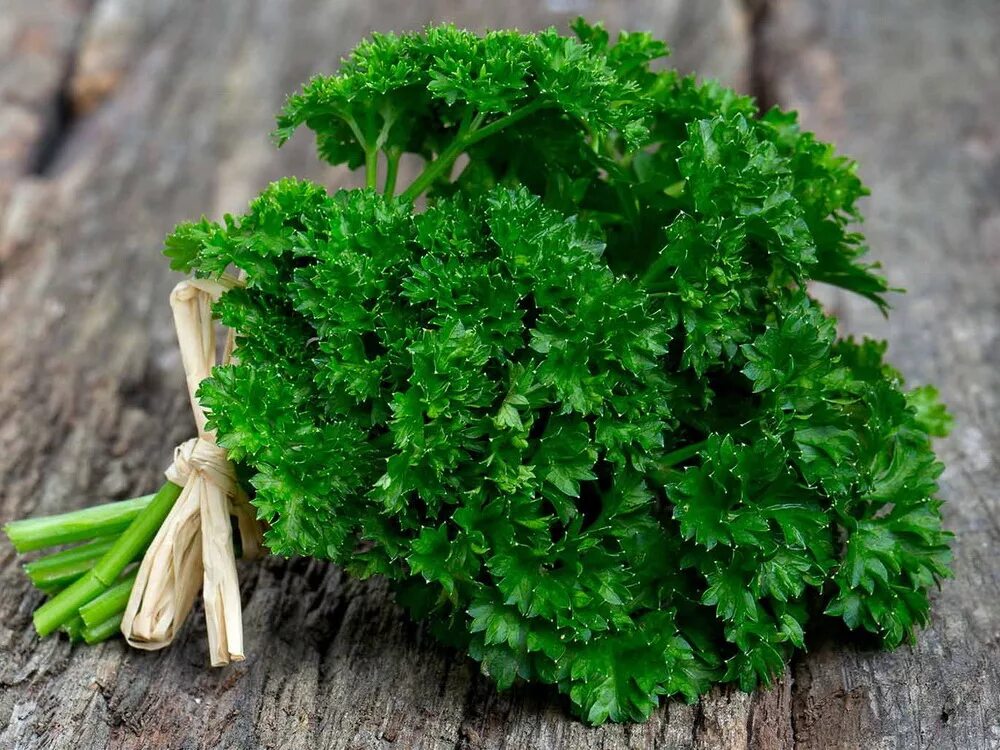 Петрушка лекарственное растение. Петрушка повышает. Чем полезна петрушка для организма человека. Полезные свойства петрушки. Петрушка повышает.