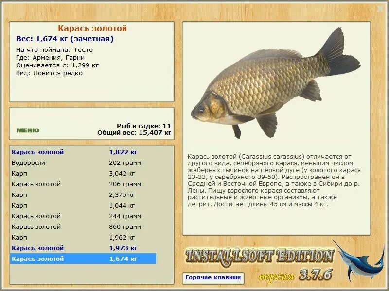Трофейный карась. Амурский золотой карась. 5 метровый карась. Золотой карась. Золотой карась кольчугино.