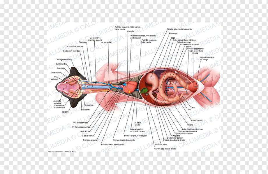 Cat organ. Расположение внутренних органов у кота. Расположение органов брюшной полости у кота. Анатомия кошки расположение органов. Анатомия брюшной полости кошки.