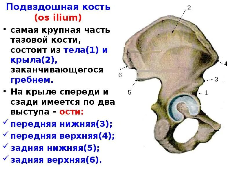 Передняя подвздошная кость. Женский таз крыло подвздошной кости. Подвздошная кость клиническая анатомия. Подвздошная кость гребешок. Кости таза анатомия подвздошная кость.