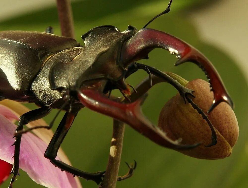 Рогатый паук gasteracantha arcuata. Жук большой черный водолюб. Жук олень рогач. Рогатое насекомое. Chalcosoma moellenkampi.