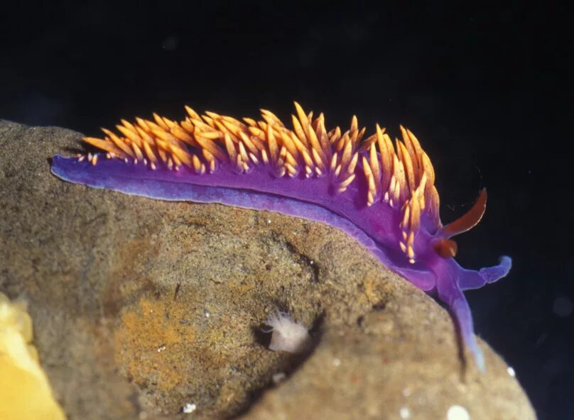 Голожаберный моллюск Флабеллина. Моллюск Флабеллина Полярис. Flabellina iodinea. Flabellinopsis iodinea.