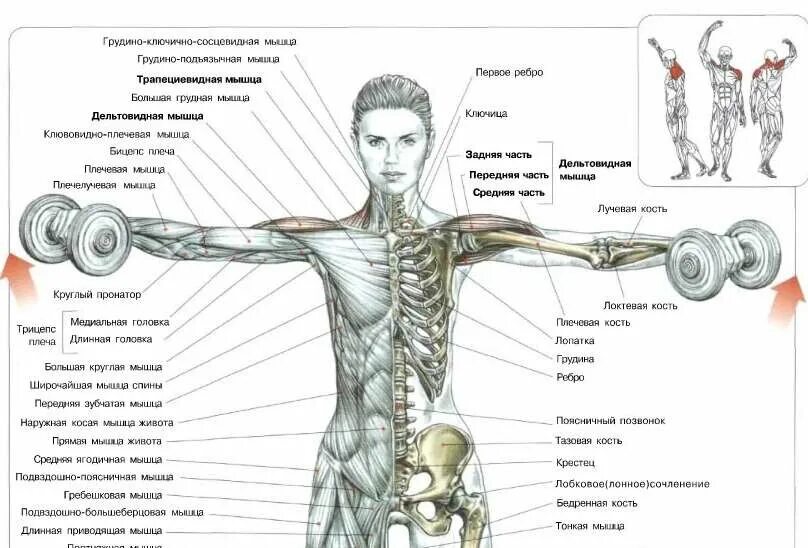 Упражнение на дельты в зале девушек. Подъем гантелей через стороны стоя. Как накачать плечи девушке. Девушка с гантелями. Подъем гантелей через стороны вверх.