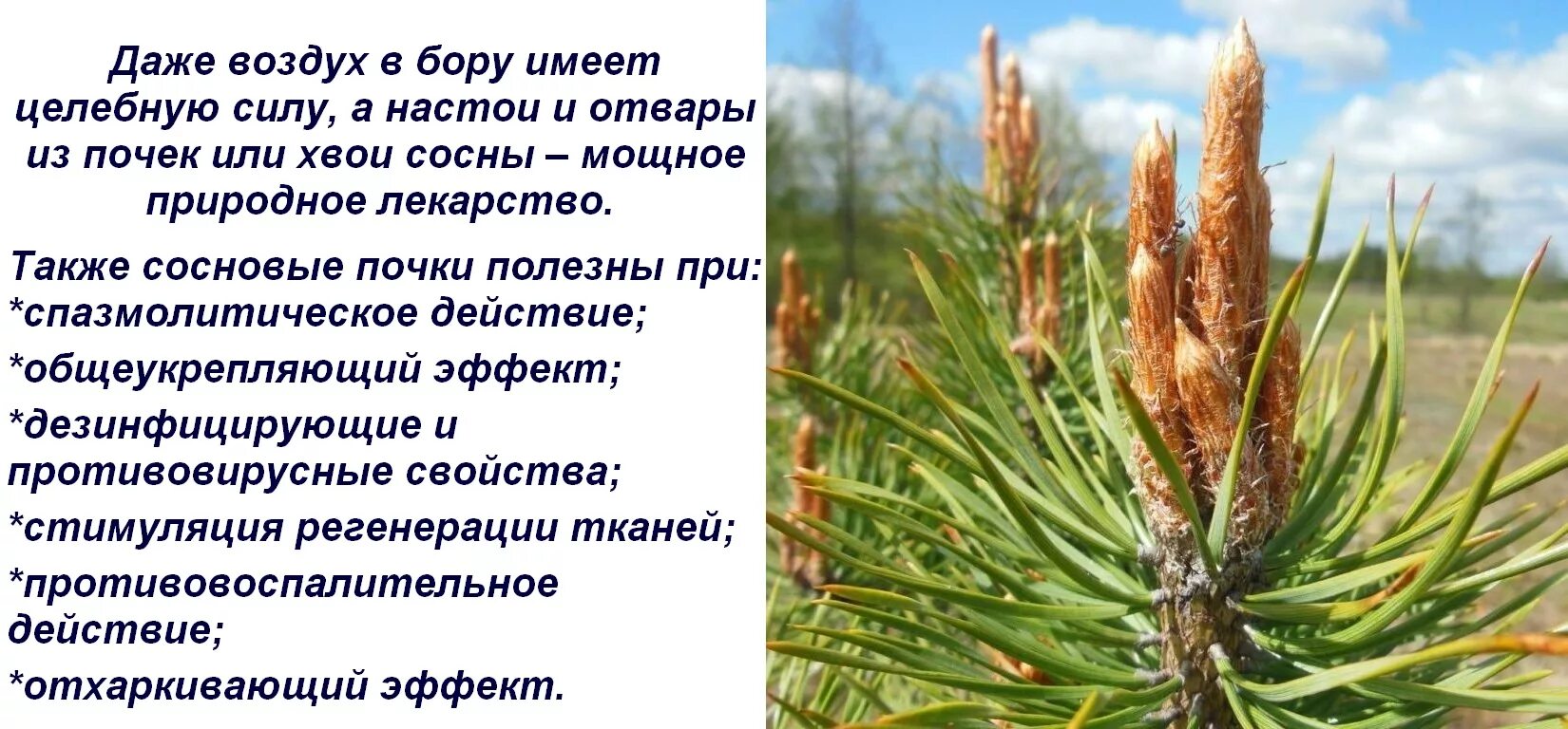 Вред хвойных. Почки сосны обыкновенной. Сосна обыкновенная народная медицина. Сосна обыкновенная характеристика. Сосна обыкновенная в медицине.