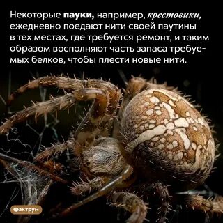 Сколько за жизнь человек съедает пауков
