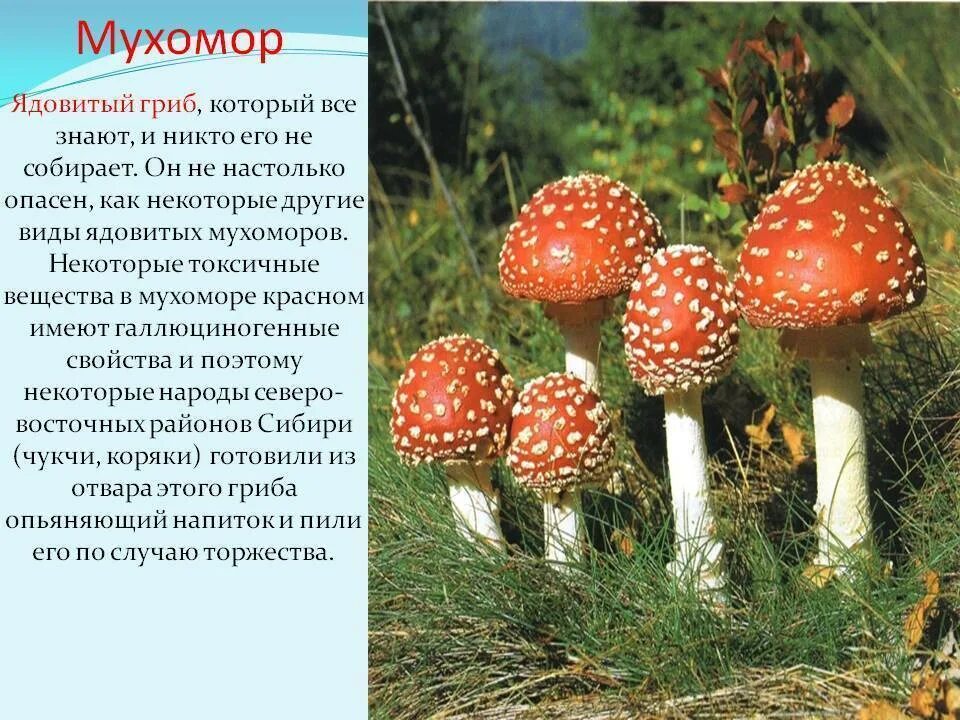 Сообщение опасные грибы 2 класс окружающий мир. Опасные грибы мухомор красный. королевский мухомор и пантерный. ядовитый гриб красный мухомор 2 класс. мухомор пантерный и мухомор красный.